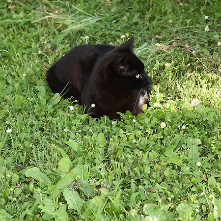 Sofia Ferienhaus Buje